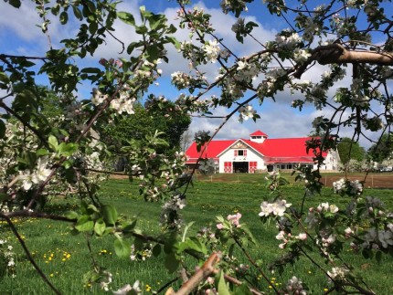 farm bistro market blossom 2015