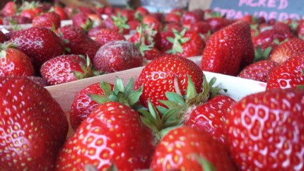 patrick strawberries1