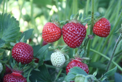 AFO press pix re strawberry + misc 023