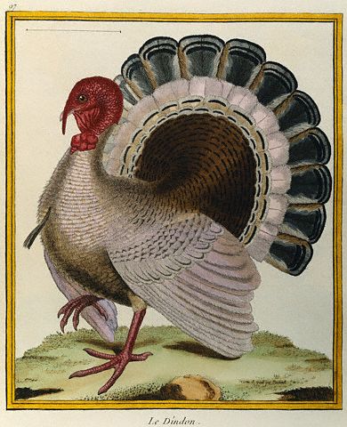 18th century --- Turkey Illustration from by George Louis le Clerc Buffon --- Image by © Christie's Images/CORBIS